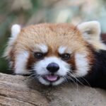 妊娠検査薬陽性、初確認