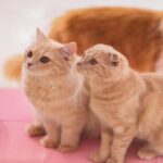 妊娠に向けてやったこと